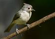 Kirms Photography Tufted Titmouse-3